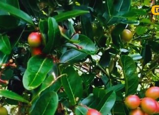 рдбрд╛рдпрдмрд┐рдЯреАрдЬ рдХреЗ рдХрд╛рд░рдг рдмрдврд╝ рд░рд╣рд╛ рдХреЛрд▓реЗрд╕реНрдЯреНрд░реЙрд▓ рд▓реЗрд╡рд▓, рддреЛ рдЗрд╕ рдореМрд╕рдореА рдлрд▓ рдХрд╛ рдХрд░реЗрдВ рд╕реЗрд╡рди, рдХрдИ рдмреАрдорд╛рд░рд┐рдпреЛрдВ рдХреЛ рдХрд░ рд╕рдХрддрд╛ рд╣реИ рдЫреВрдордВрддрд░