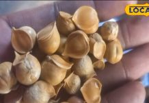 आम लहसुन से कई गुना ताकतवर है कश्मीरी लहसुन, दिल, दिमाग और लीवर के लिए वरदान