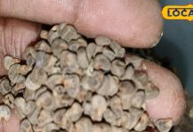 कमाल की है ये आयुर्वेदिक औषधि, कब्ज से लेकर वजन कम करने में कारगर