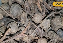 आयुर्वेद में बेहद प्रभावी औषधि मानी जाती है कोकिला, चुटकियों में करे असर