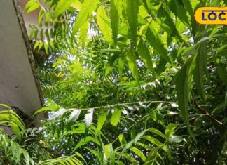 महंगी क्रीम से भी ज्यादा कारगर है इस पौधे की पत्तियां, चमक जाएगा चेहरा