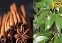 गमले में उगाएं ये मसाला वाला पौधा, साथ में लें औषधि का भी लाभ, आदिकाल से बीमारियों के लिए है रामबाण