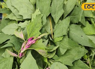 पोषक तत्वों की खान है यह हरी सब्जी, लीवर हेल्दी रखने के साथ इम्युनिटी बढ़ाने में कारगर