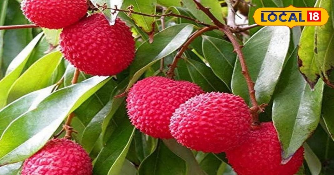 अब इस शाही फल से तैयार होगा रसगुल्ला, वैज्ञानिक ने खोज निकाला फॉर्मूला