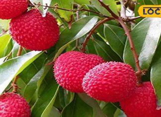 शुद्ध शाही लीची फ्लेवर्स का मिलेगा भरपूर मजा, पानी में घोलकर पीएं लीची का स्क्वैश – Bharat.one हिंदी