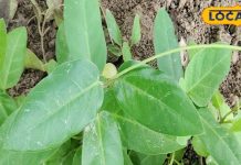 पेट की हर बीमारी का इलाज है ये मीठा पौधा!, एक्सपर्ट से जानिए कैसे करें उपयोग?