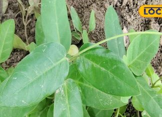 पेट की हर बीमारी का इलाज है ये मीठा पौधा!, एक्सपर्ट से जानिए कैसे करें उपयोग?