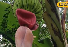 केला ही नहीं उसके फूल भी हैं सेहत के लिए वरदान, शरीर से जुड़े कई रोगों को रखते हैं दूर – Bharat.one हिंदी