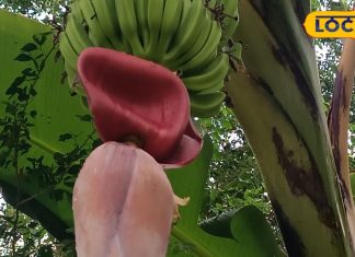 केला ही नहीं उसके फूल भी हैं सेहत के लिए वरदान, शरीर से जुड़े कई रोगों को रखते हैं दूर – Bharat.one हिंदी