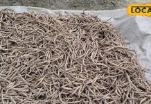 ताकत का पावर हाउस है ये लकड़ी वाला पौधा, महिलाओं के लिए बेहद फायदेमंद