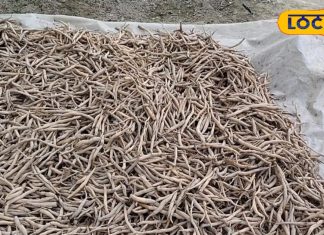 ताकत का पावर हाउस है ये लकड़ी वाला पौधा, महिलाओं के लिए बेहद फायदेमंद