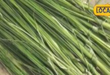 2 सितंबर को मनाई जाएगी कुशी अमावस्या, जानिए कुशोत्पाटन के समय क्यों बोला जाता है यह मंत्र