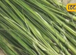 2 सितंबर को मनाई जाएगी कुशी अमावस्या, जानिए कुशोत्पाटन के समय क्यों बोला जाता है यह मंत्र