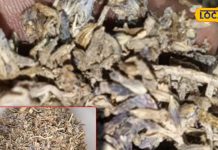 What is treatment of epilepsy burning sensation in stomach or chest and joint pain use Ustukhudus Benefits – Bharat.one हिंदी