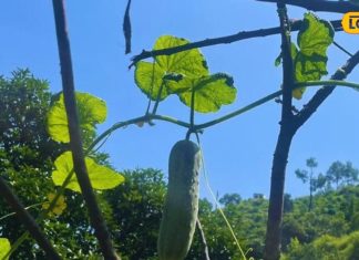 आपकी प्लेट का नया सुपरस्टार! इस पहाड़ी सब्जी के आगे दवाएं भी हो सकती हैं फेल