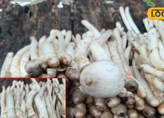 चिकन-मटन से महंगी है ये जंगली सब्जी, सिर्फ बारिश के मौसम में होती है उपलब्ध