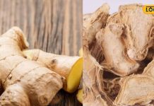 स्वाद ही नहीं सेहत को भी बरकरार रखती है ये सूखी अदरक, सर्दी जुकाम से लेकर मोटापा कम करने में भी सहायक
