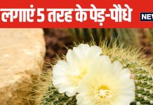 5 तरह के पेड़-पौधे जीवन को बना सकते हैं ‘नरक’, घर के अंदर भूलकर भी नहीं लगाएं, शांति हो जाएगी भंग!