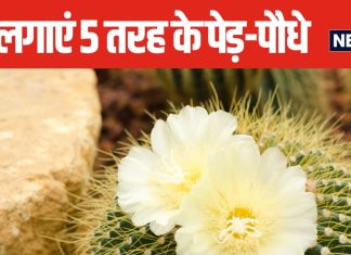 5 तरह के पेड़-पौधे जीवन को बना सकते हैं ‘नरक’, घर के अंदर भूलकर भी नहीं लगाएं, शांति हो जाएगी भंग!