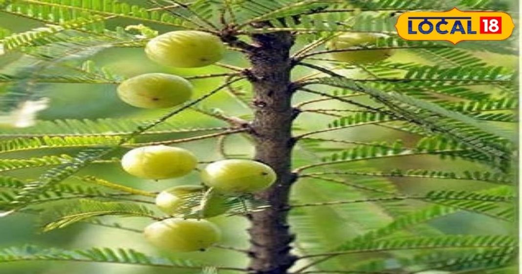 खाने में कड़वा मगर बालों के लिए वरदान है आंवला, जानें इसे हेयर-केयर में कैसे करें शामिल – Bharat.one हिंदी