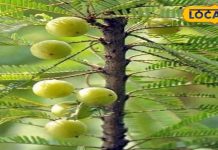 खाने में कड़वा मगर बालों के लिए वरदान है आंवला, जानें इसे हेयर-केयर में कैसे करें शामिल – Bharat.one हिंदी