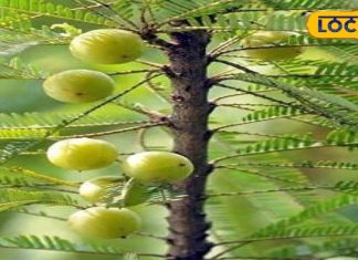 खाने में कड़वा मगर बालों के लिए वरदान है आंवला, जानें इसे हेयर-केयर में कैसे करें शामिल – Bharat.one हिंदी