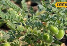 चमत्कारी है ये हरा साग, शरीर में जमी चर्बी को निकाल फेकेगा बाहर! कब्ज-ब्लड प्रेशर में भी असरदार