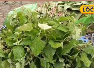 हरियाणा में खूब खाई जाती है ये सब्जी, पहलवानों को भी पसंद, इसमें मिनरल्स-आयरन का भंडार