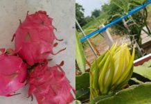 गजब! डॉक्टर ने मरीजों को स्वस्थ बनाने की निकाली नई तरकीब, घर बैठे ही शुरू कर दी ड्रैगन फ्रूट की खेती