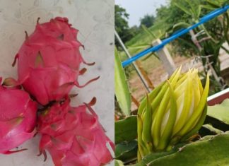 गजब! डॉक्टर ने मरीजों को स्वस्थ बनाने की निकाली नई तरकीब, घर बैठे ही शुरू कर दी ड्रैगन फ्रूट की खेती