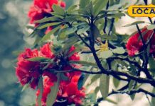 सेहत के लिए वरदान है यह फूल, हार्ट से लेकर सांस की बीमारी में देता है राहत, खून बढ़ाने में भी कारगर