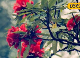 सेहत के लिए वरदान है यह फूल, हार्ट से लेकर सांस की बीमारी में देता है राहत, खून बढ़ाने में भी कारगर