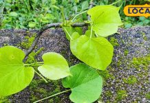 जड़ से खत्म हो जाएगा गठिया, इस चीज का करें इस्तेमाल; दो हफ्तों में दिखेगा असर Giloy: The Ayurvedic Remedy for Arthritis Pain and Inflammation