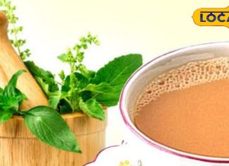 चाय में तुलसी के पत्ते डालना सही या गलत? एक्सपर्ट से जानें सारे सवालों के जवाब Is it right or wrong to put basil leaves in tea? Know the benefits from experts