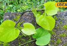 Medical Treatment Of Giloy For Arthritis – Bharat.one हिंदी