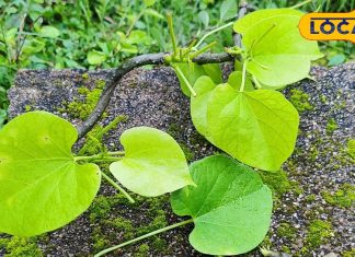 Medical Treatment Of Giloy For Arthritis – Bharat.one हिंदी