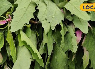 ताकत का डबल डोज है यह हरी सब्जी, लीवर हेल्दी रखने के साथ इम्युनिटी बढ़ाने में भी है फायदेमंद