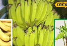 वरदान है केले का पेड़, पत्ती से लेकर फल सब कारगर, यहां जानें कैसे करें इस्तेमाल-Know from the scientist why the banana plant is called a complete Kalpavriksha