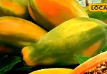 क्या रोज खाना चाहिए पपीता? एक्सपर्ट की सलाह पर करें गौर, आप भी डाइट में कर लेंगे शामिल