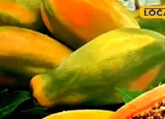क्या रोज खाना चाहिए पपीता? एक्सपर्ट की सलाह पर करें गौर, आप भी डाइट में कर लेंगे शामिल