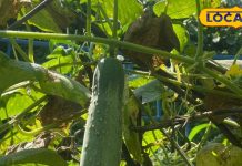 विटामिन की खान है ये पहाड़ी फल, पथरी में रामबाण! तीनों मौसम के लिए लाभदायक