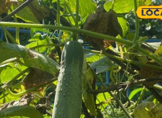 विटामिन की खान है ये पहाड़ी फल, पथरी में रामबाण! तीनों मौसम के लिए लाभदायक