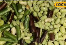 कुदरत का वरदान है ये फली, प्रोटीन, फाइबर और विटामिन का है भंडार, जानें फायदे