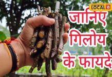 स्वाद कड़वा पर फायदे अनेक! बुखार हो या डायबिटीज, कई बीमारियों से बचाते हैं इस औषधि के पत्ते