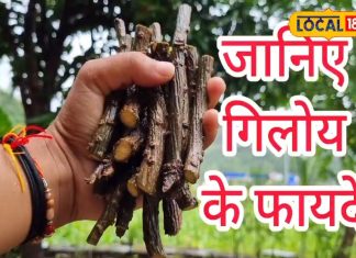 स्वाद कड़वा पर फायदे अनेक! बुखार हो या डायबिटीज, कई बीमारियों से बचाते हैं इस औषधि के पत्ते