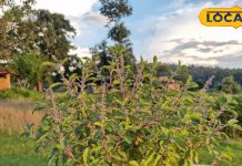 तुलसी के पत्ते ही नहीं, यह चीज भी बेहद लाभकारी, वजन कम करने में करे मदद; कब्ज को दूर करने में भी कारगर You will be surprised to know the benefits of Tulsi’s buds, not only the leaves but even the buds are no less