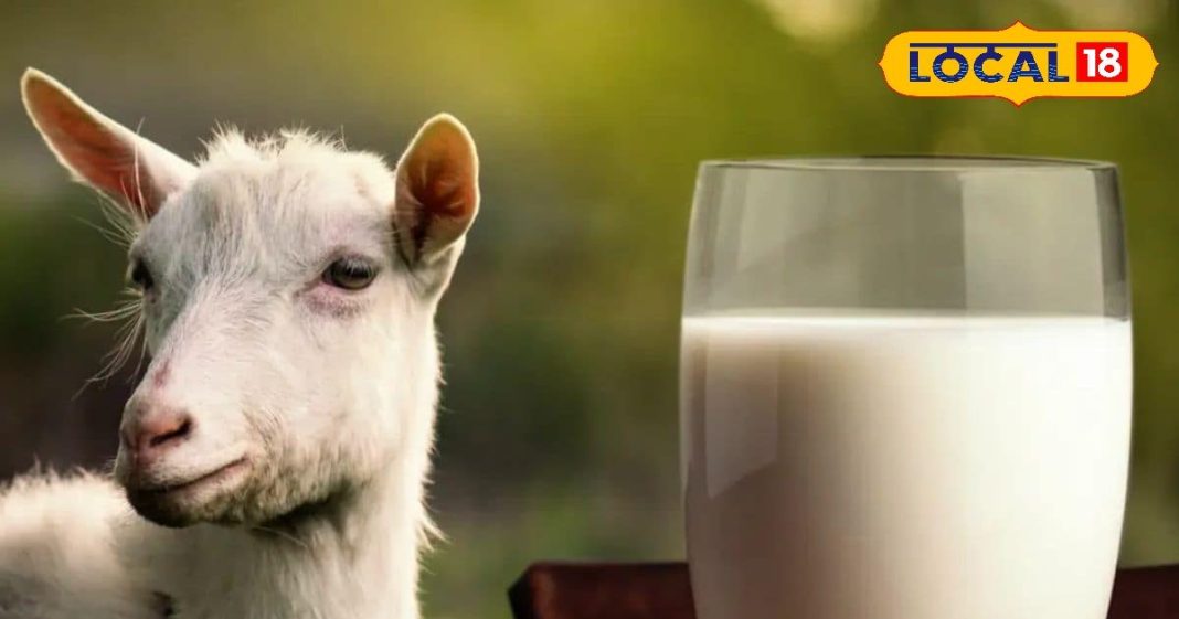 बकरी का दूध पाचन और स्वास्थ्य के लिए कितना अच्छा? गाय या भैंस के दूध का है विकल्प, एक्सपर्ट से जानें