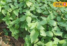 आयुर्वेद में रामबाण है ये पौधा, वात, पित्त, त्वचा के लिए बेहद कारगर; इसमें छिपा है कई बीमारियों का राज