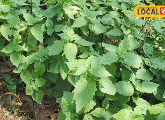 आयुर्वेद में रामबाण है ये पौधा, वात, पित्त, त्वचा के लिए बेहद कारगर; इसमें छिपा है कई बीमारियों का राज