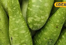 औषधीय गुणों की खान है पहाड़ी लौकी, बीपी से लेकर वजन कंट्रोल करने में कारगर, कभी इससे बनते थे बर्तन